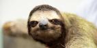 Sloth Generation