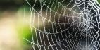 Web-Centric