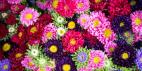Petal Lab