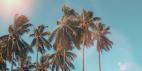 California Dreaming